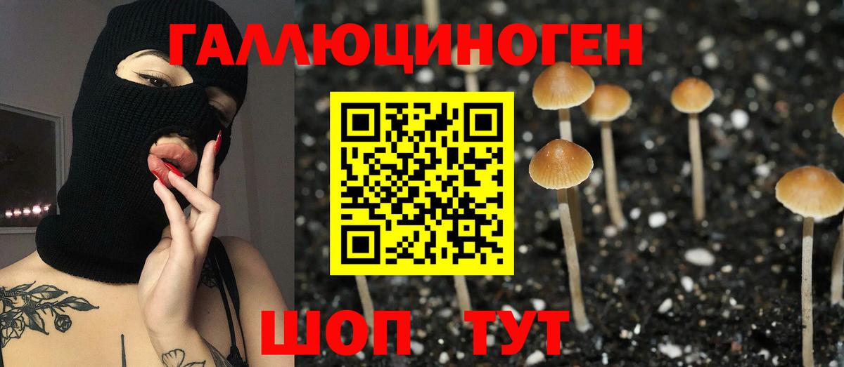 Галлюциногенные грибы Psilocybe Валуйки
